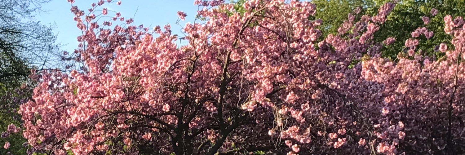 vixipixi's profile banner image