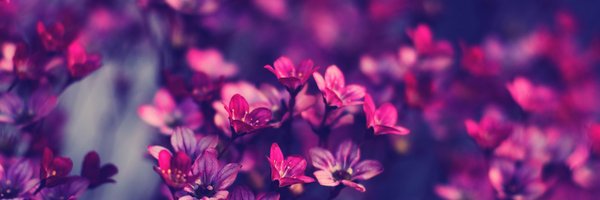 WhoaBella Profile Banner