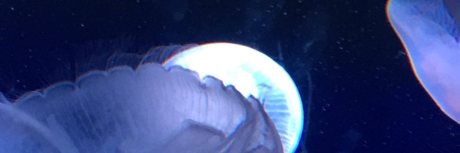 pochipoti08's profile banner image