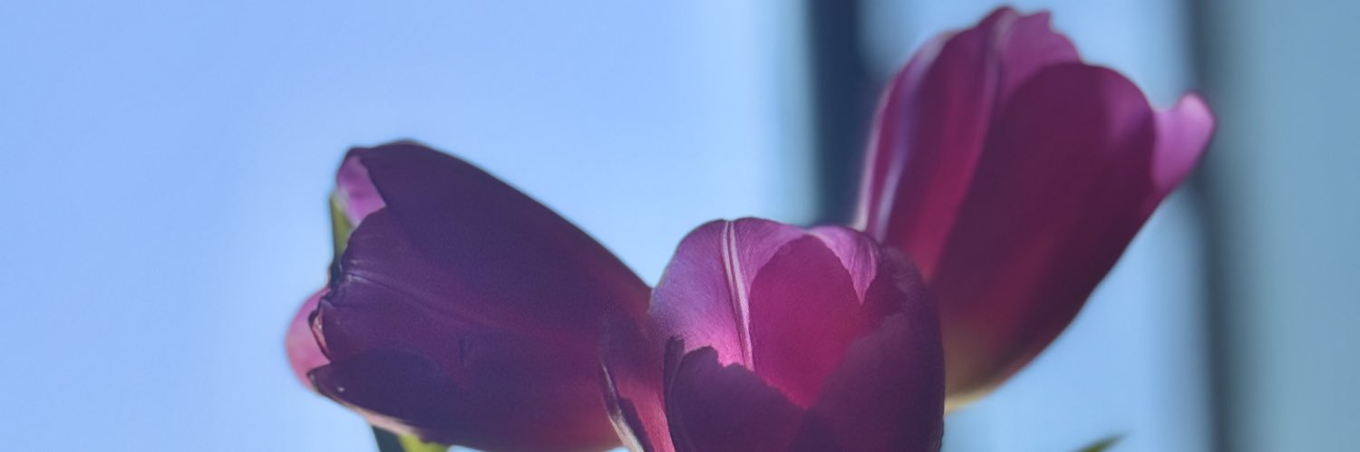 Danirhz's profile banner image