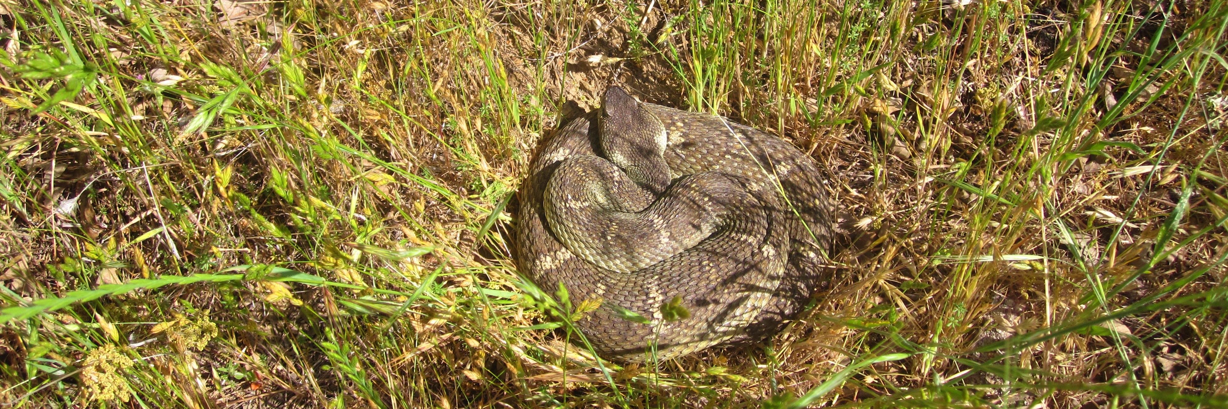 Bree Putman 🐍🦎🏘🔥 banner