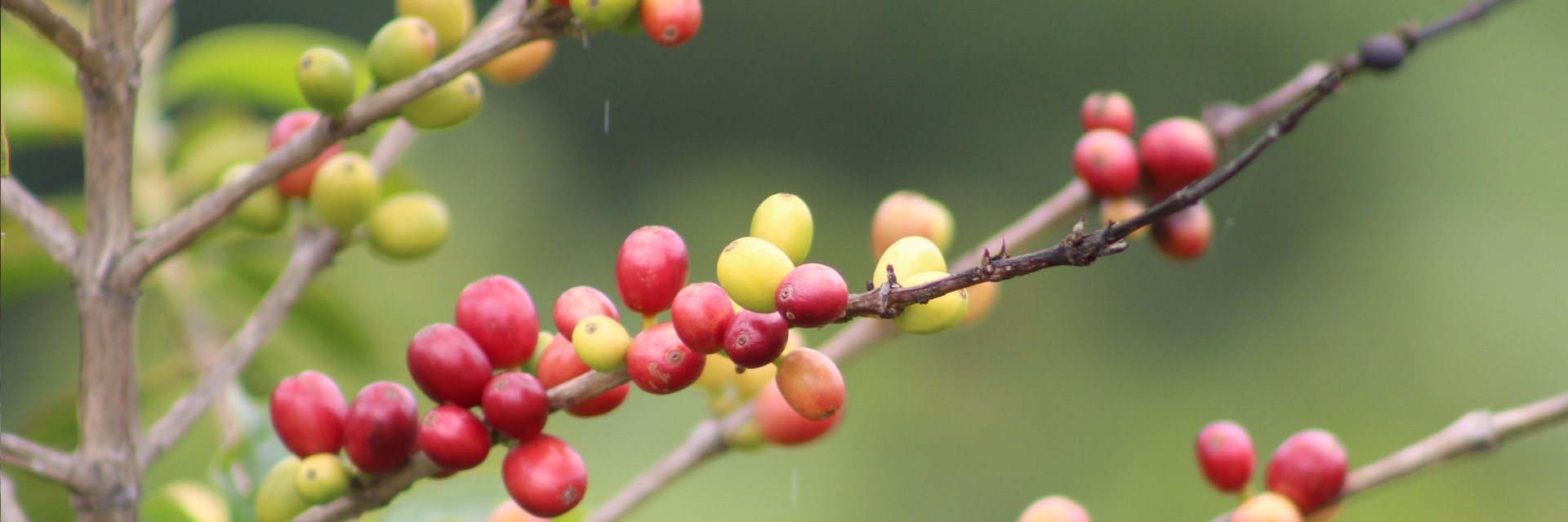 Oraloteca's profile banner image