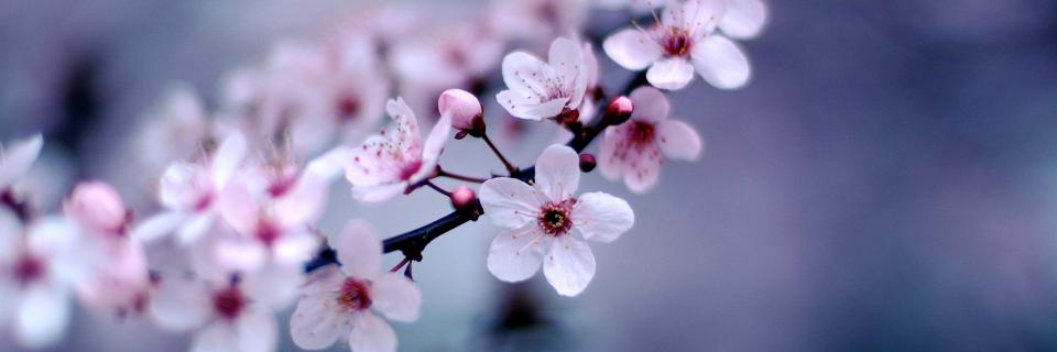 sheela_chan's profile banner image
