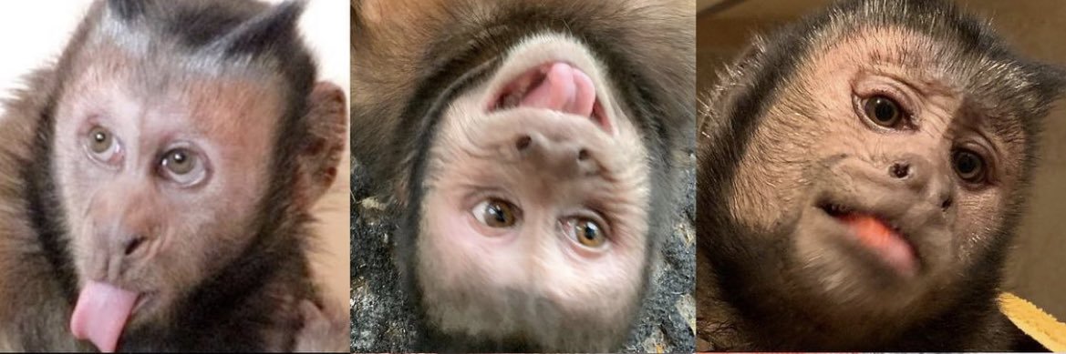 TheMonkeyBoo's profile banner image