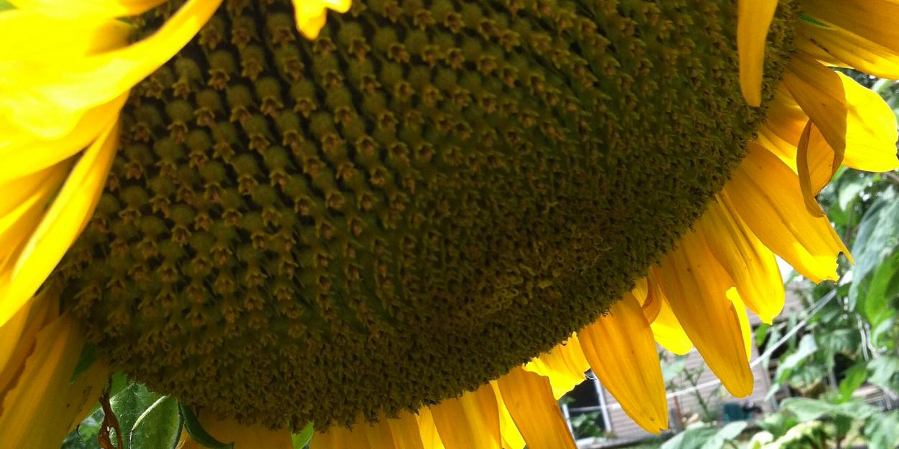 suehalbert's profile banner image