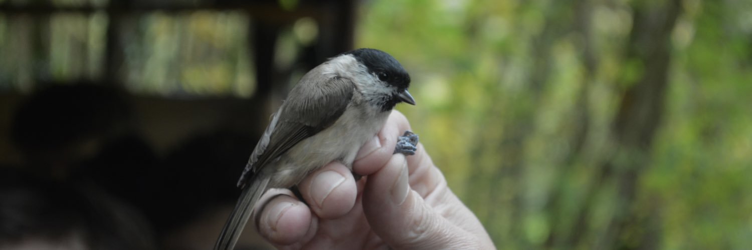 Cardiff WildSoc banner
