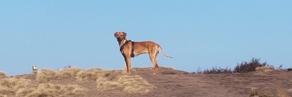 Gerbert Navis banner