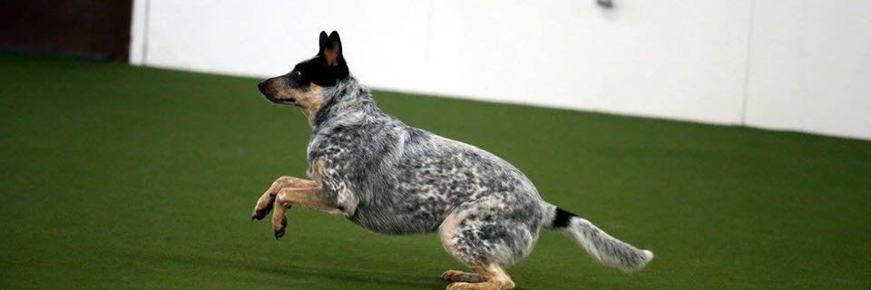 HeelerLife's profile banner image