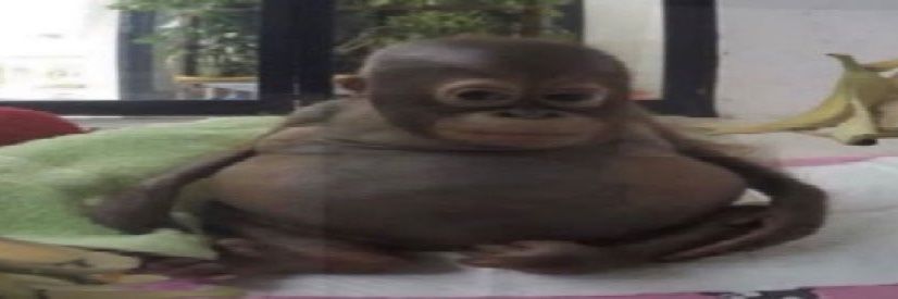 g banner