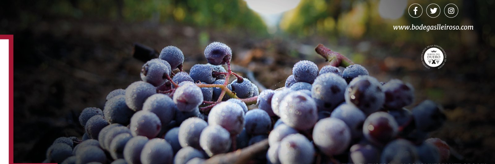 bodegaslleiroso's profile banner image