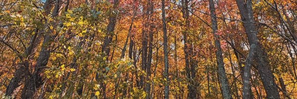 iMax_Experience Profile Banner