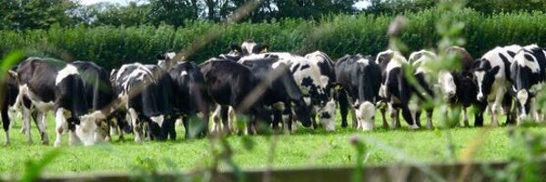 robdvet Profile Banner