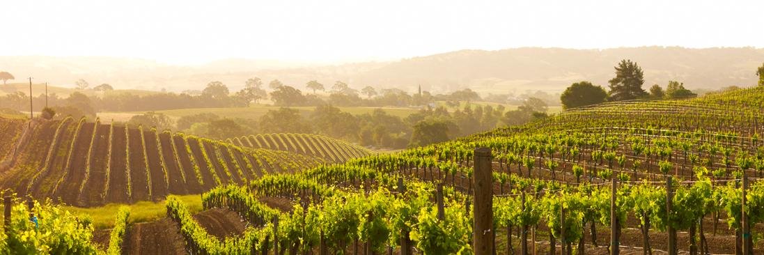 DerbyWines's profile banner image