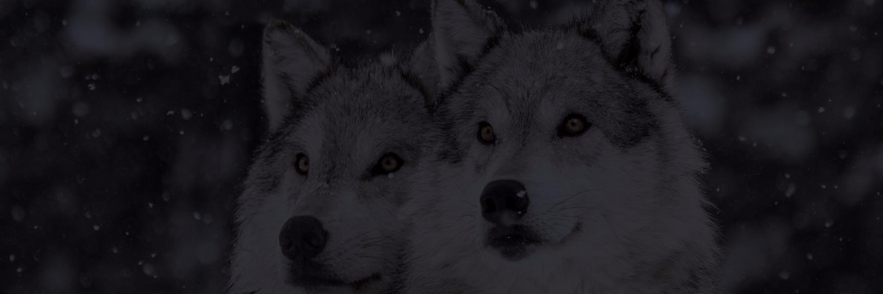 VULK COOP 🐺 banner