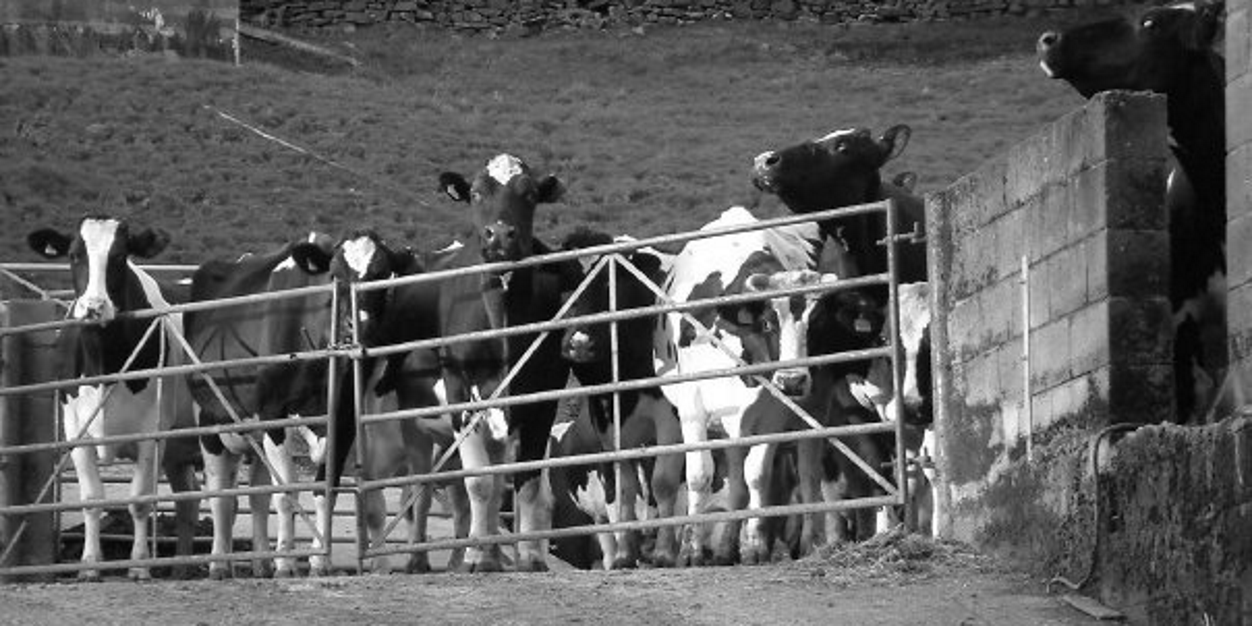 Cows247Pete's profile banner image