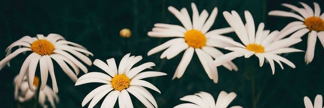 madiazj's profile banner image
