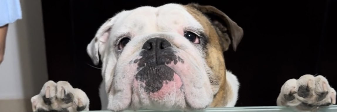 Mich banner