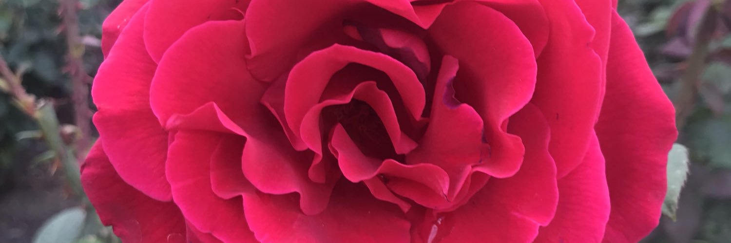 PeytonHolt1's profile banner image