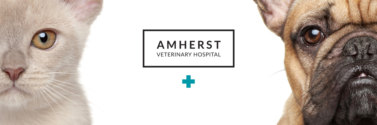 AmherstVets's profile banner image