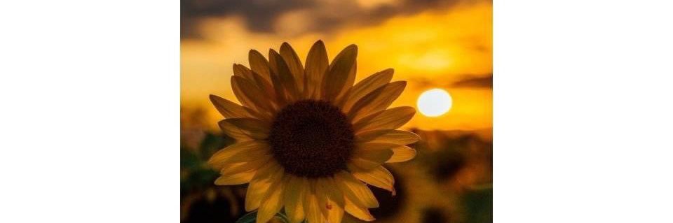 sheyenne_ihle's profile banner image