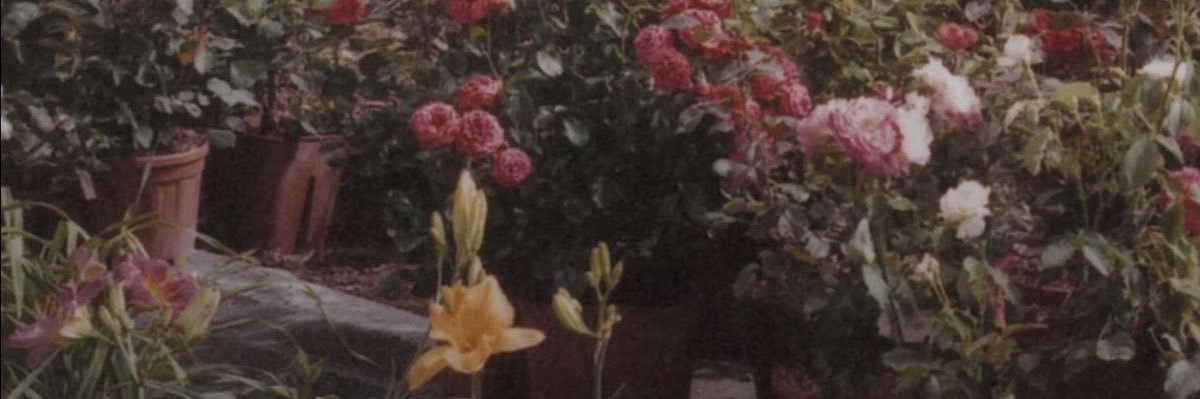 petaldisco's profile banner image