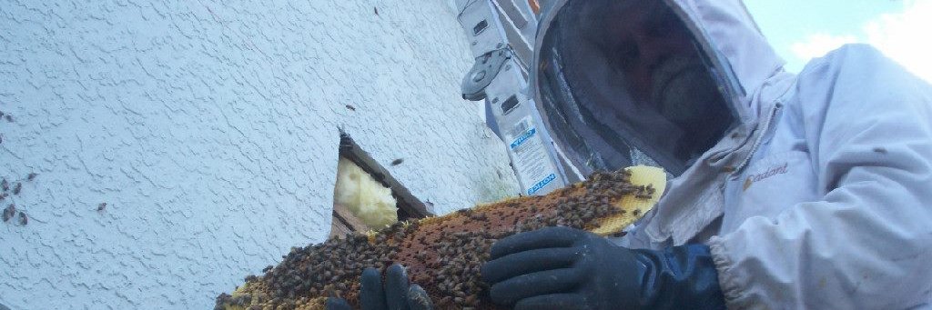 EcoBeeRemoval's profile banner image
