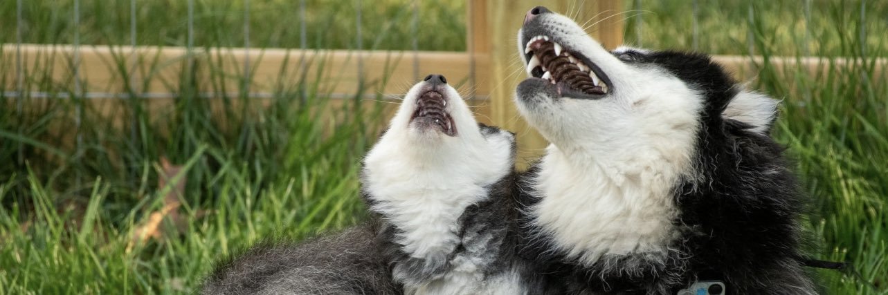 NBC29Sgregory's profile banner image