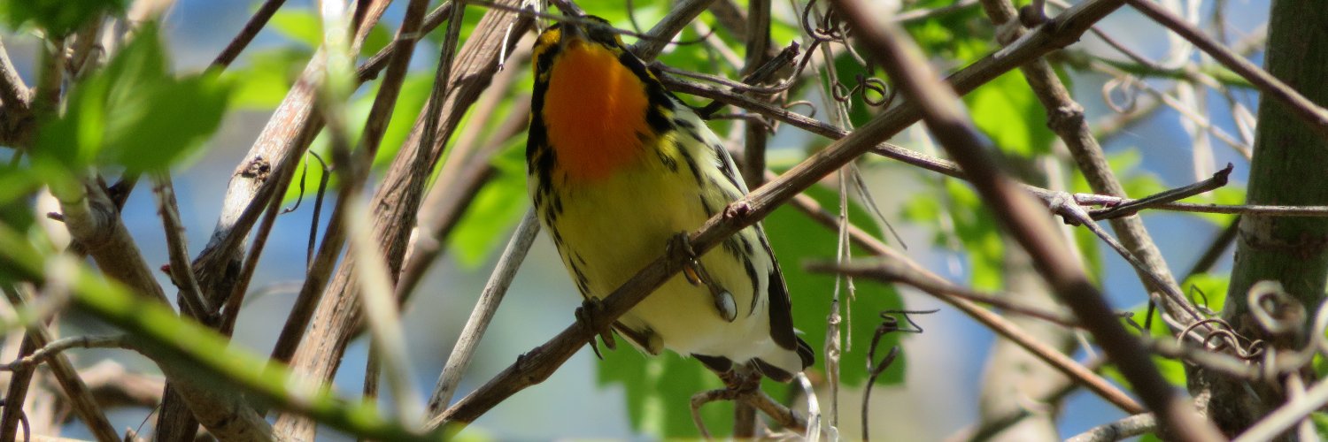 feathers_flight's profile banner image