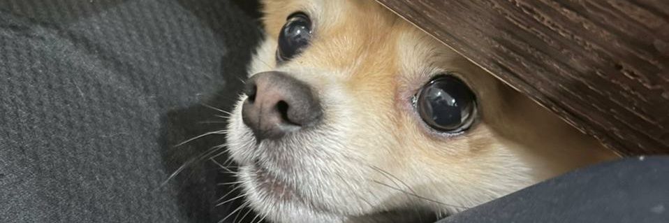 Pedromgc_'s profile banner image