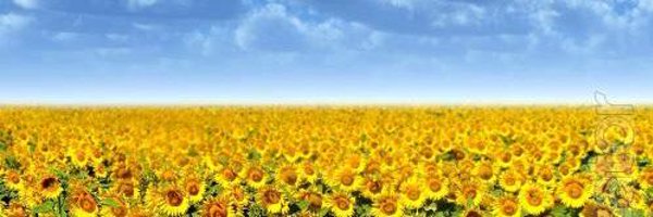 PaulvonMitchell Profile Banner