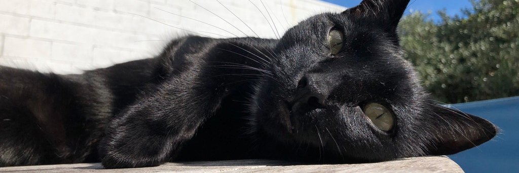 cassidycreates's profile banner image