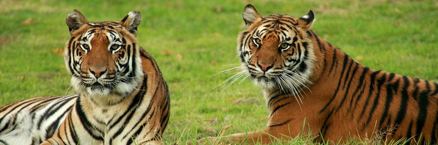 BigCatAngie's profile banner image