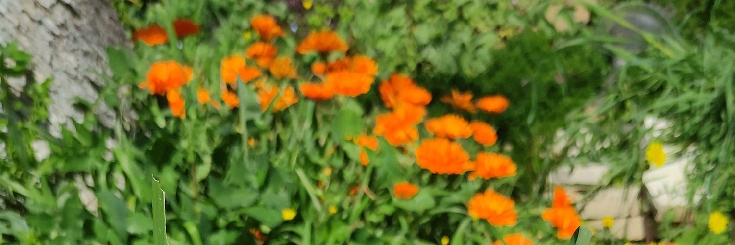 AlessiaPernazza's profile banner image