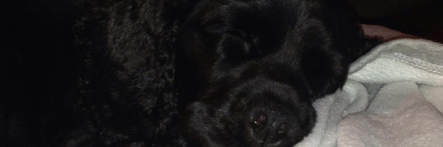 littlehuey's profile banner image