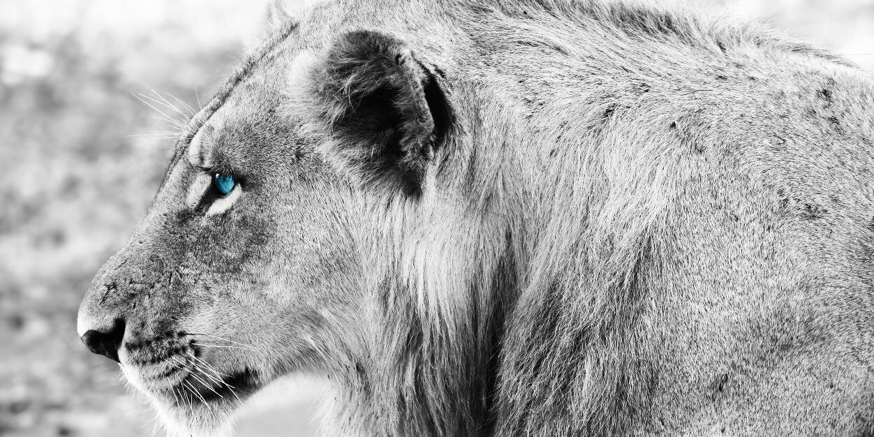 expansa's profile banner image