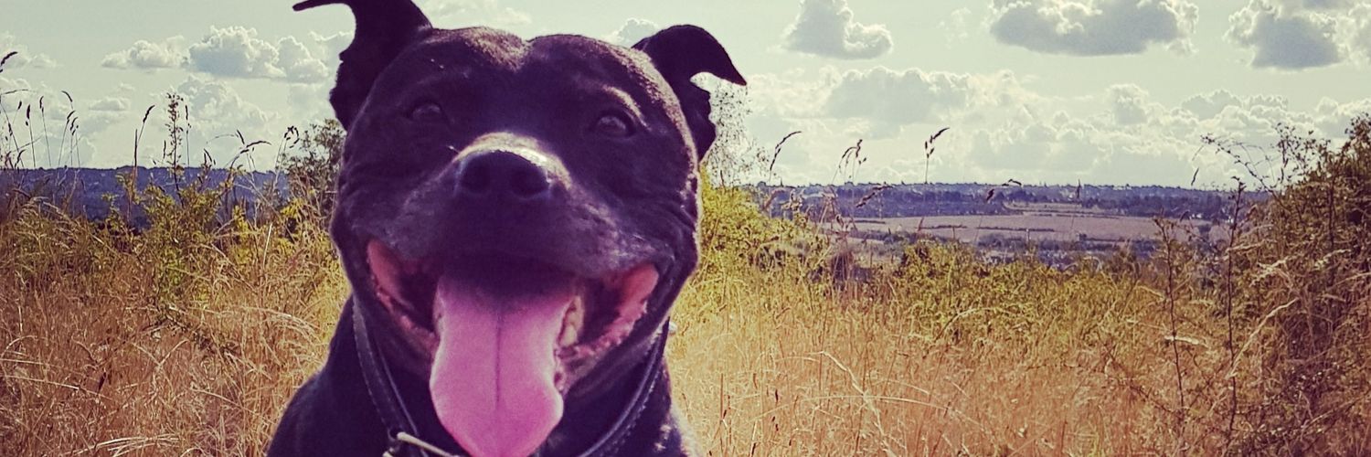 Vickycarl's profile banner image
