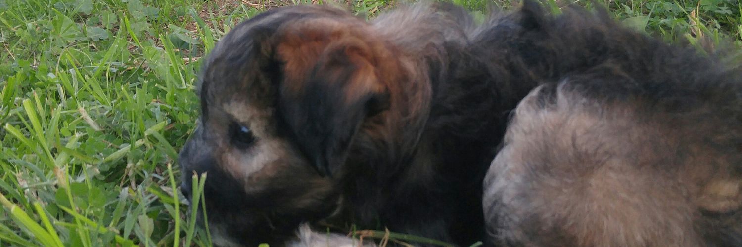 djokovicdjo's profile banner image
