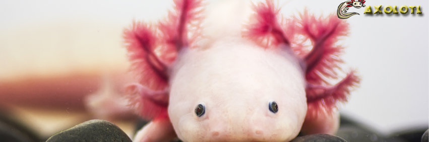AxolotlLeon's profile banner image