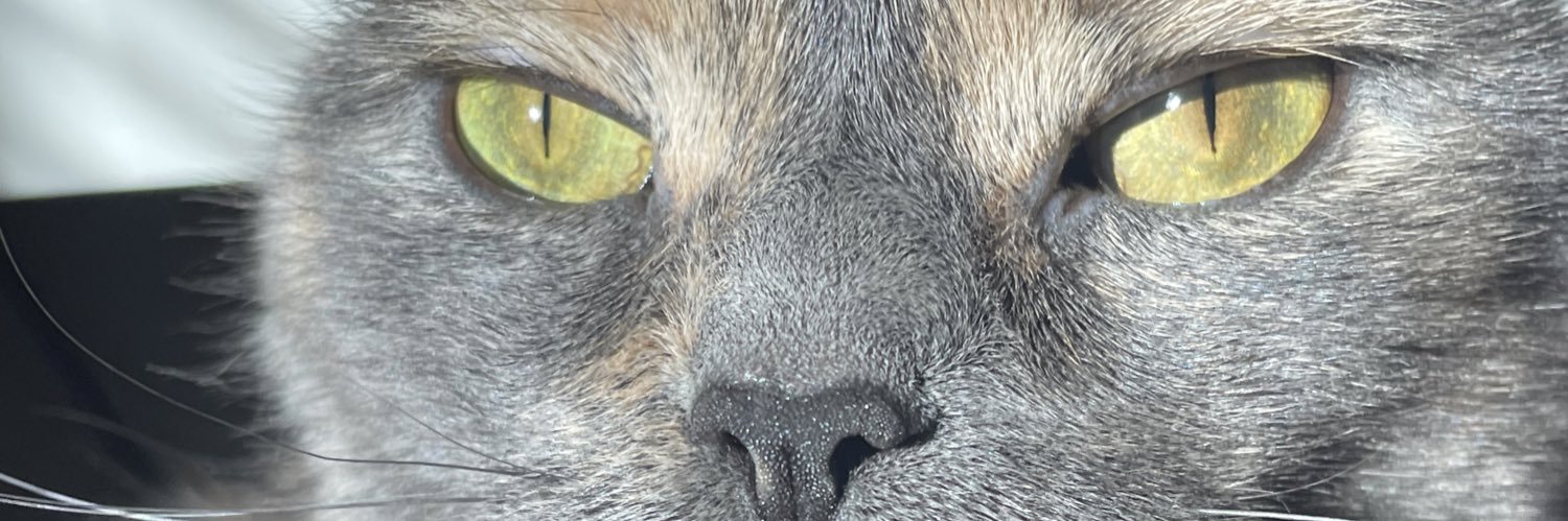 bellabrontei's profile banner image
