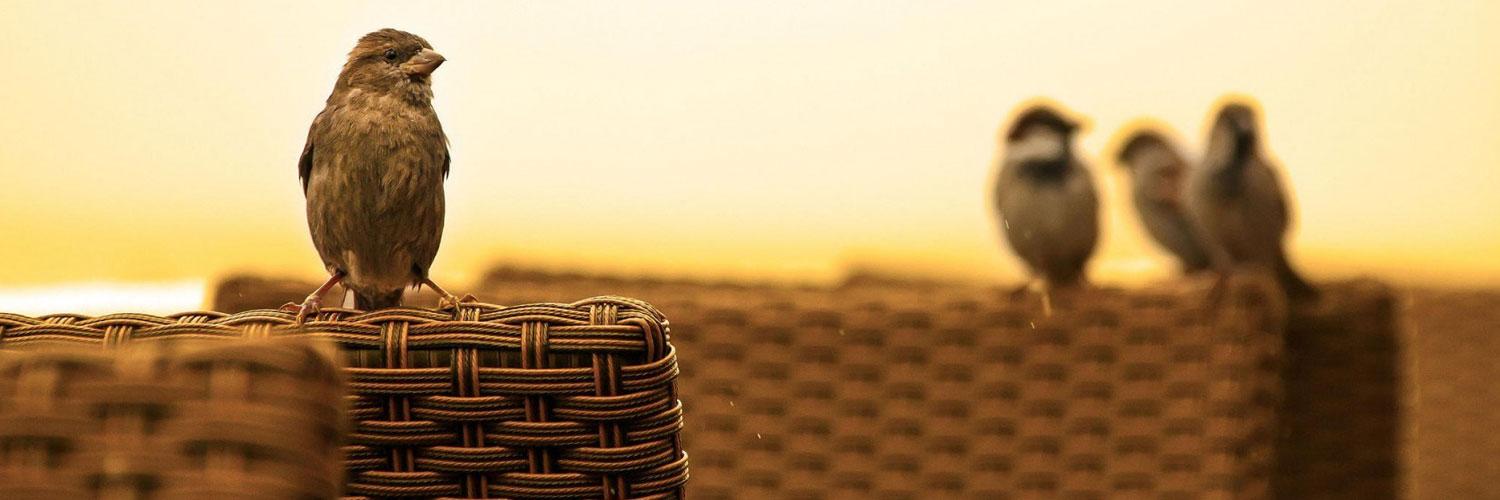 sandcatch's profile banner image