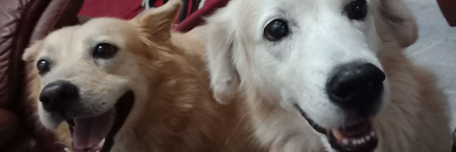 frostgiant_'s profile banner image