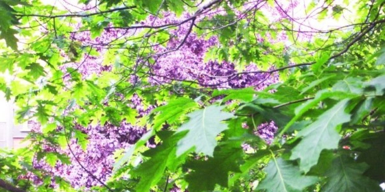 ehoesch's profile banner image