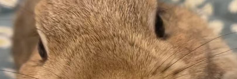 Bunny 的个人资料封面
