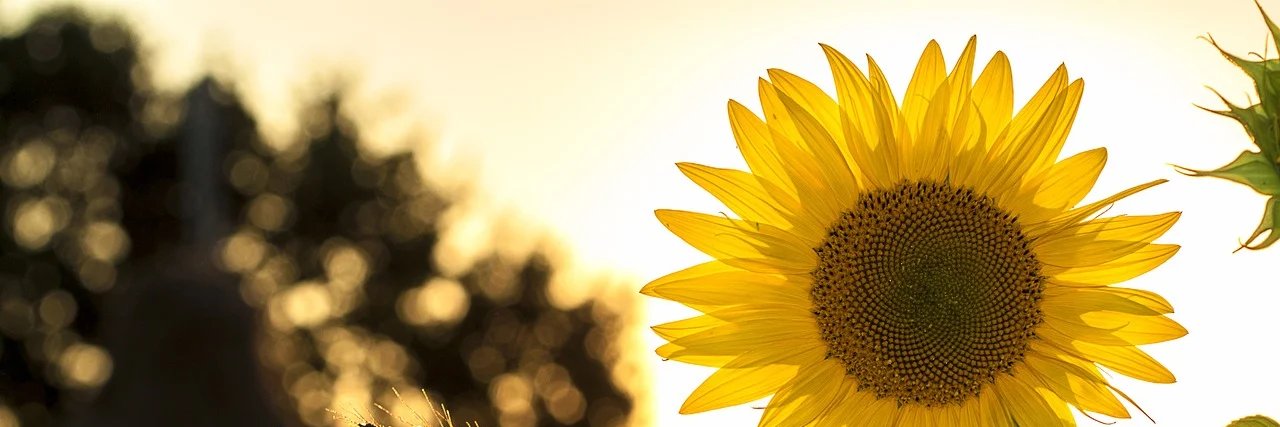 NinaFrom1's profile banner image