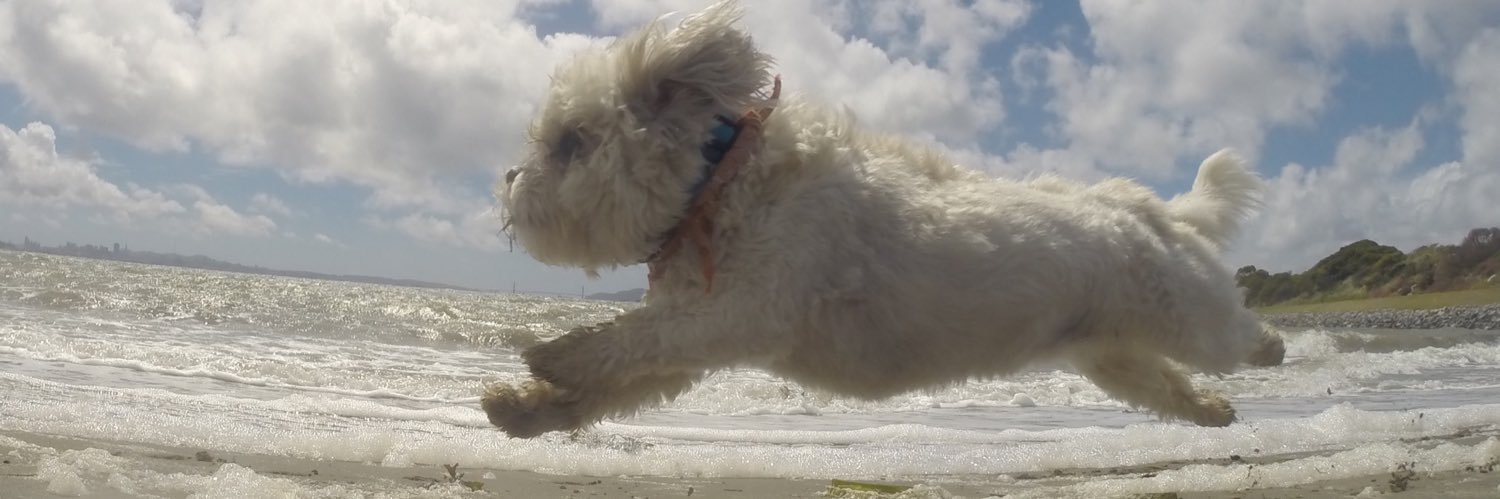 GoPro Charlie banner