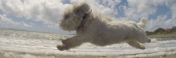 GoProCharlie1 Profile Banner