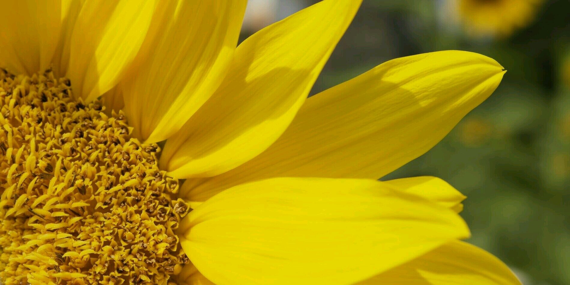AlceeLumin's profile banner image