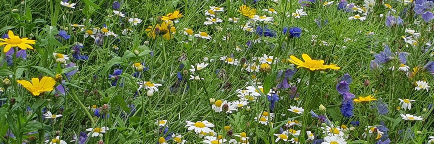 fhraoch's profile banner image