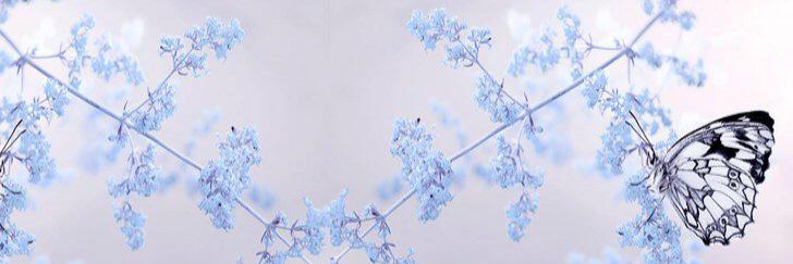 maream57712778's profile banner image