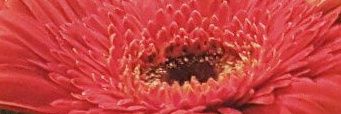 Gina_AP1978's profile banner image